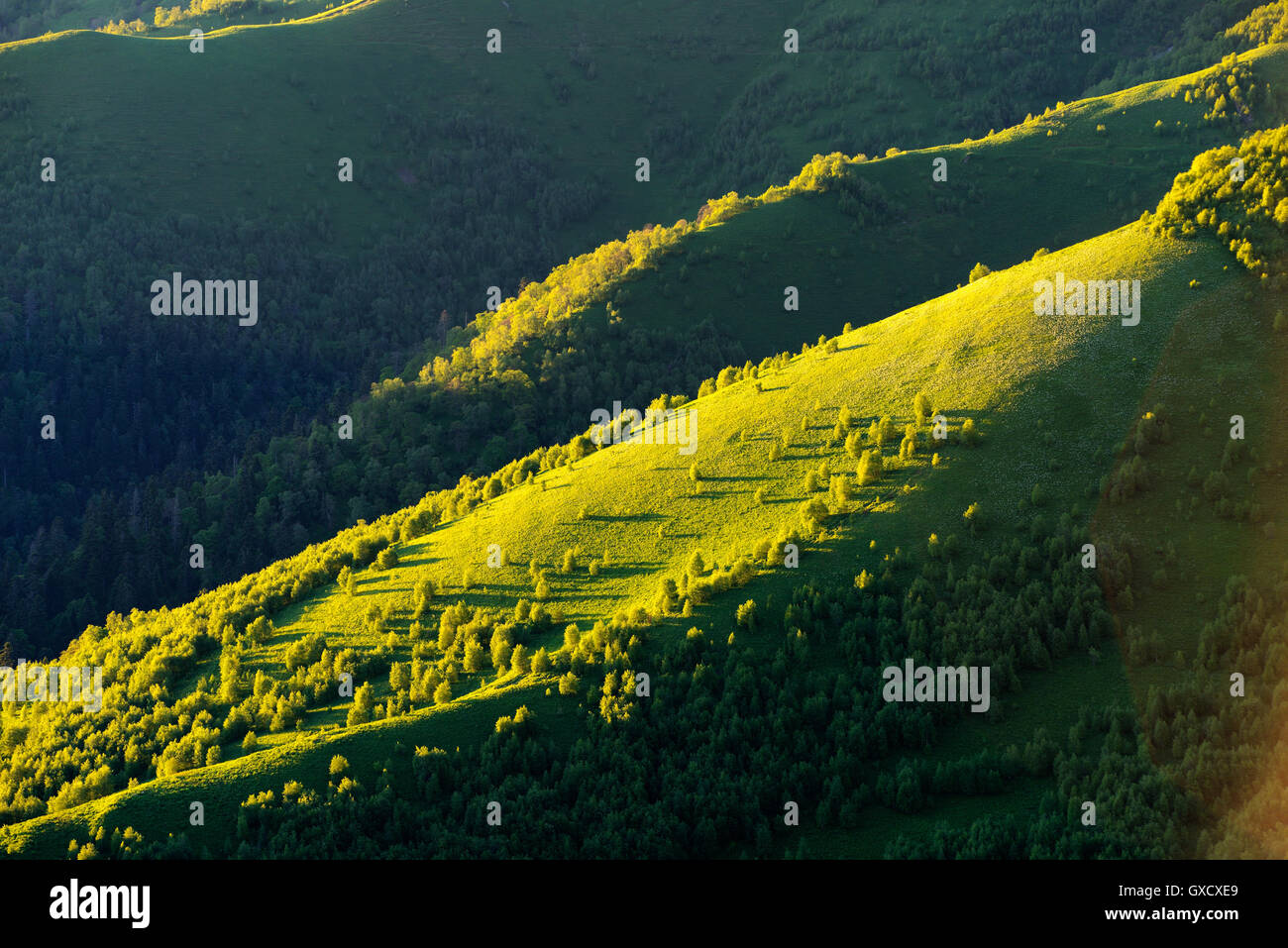 Valle Verde dettaglio, Bolshoy Thach (Big Thach) Natura Park, monti caucasici, Repubblica di Adygea, Russia Foto Stock