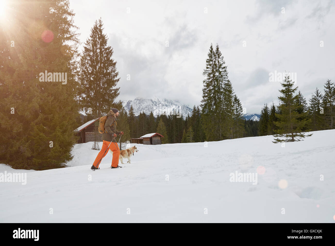 Metà uomo adulto con le racchette da neve attraverso il paesaggio innevato, cane accanto a lui, Elmau, Baviera, Germania Foto Stock