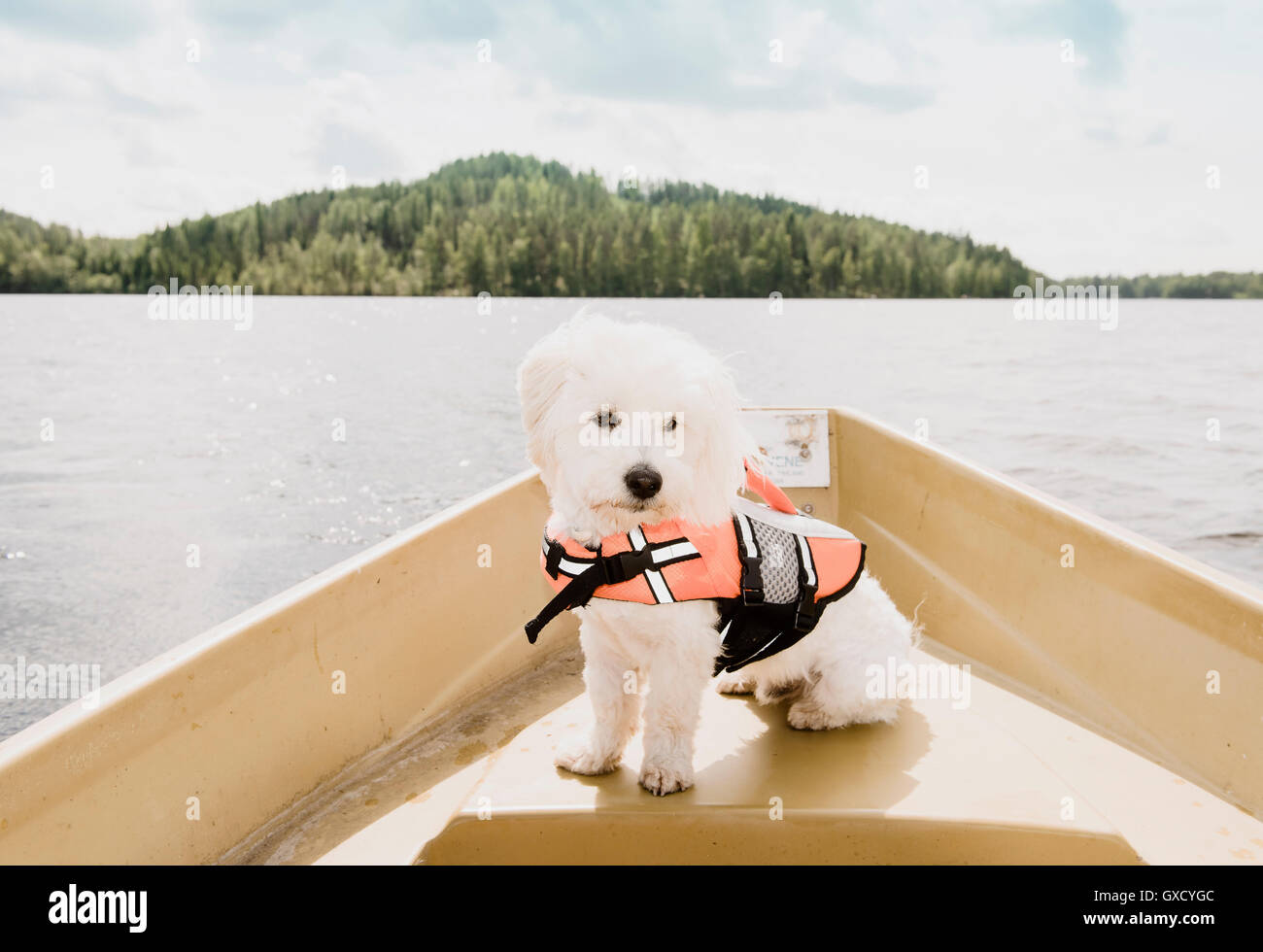 Ritratto di coton de tulear cane che indossa il giubbotto di salvataggio seduto sulla barca, Orivesi, Finlandia Foto Stock