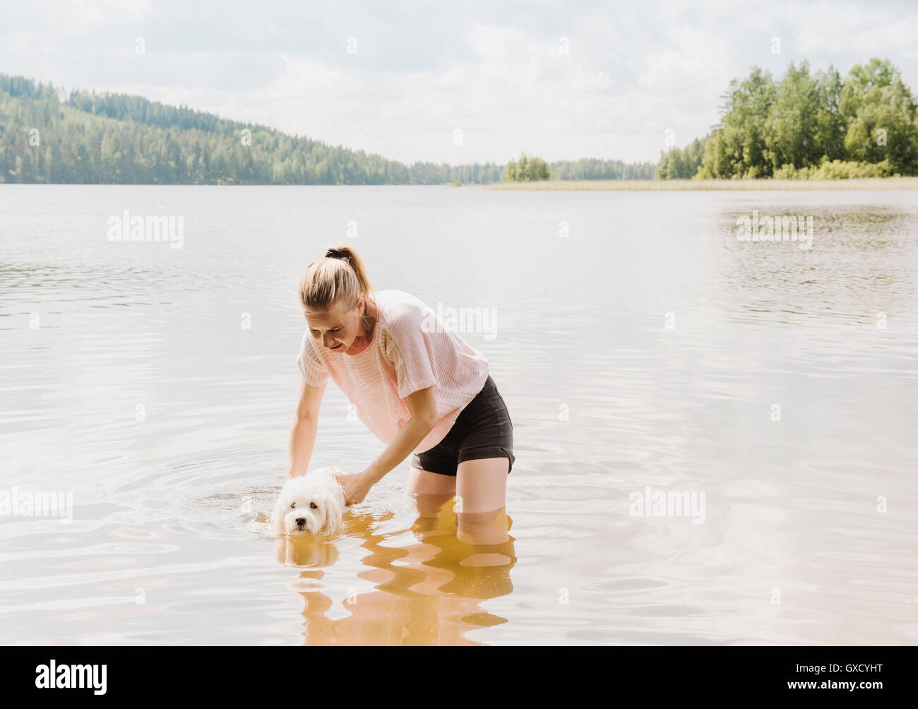Formazione donna coton de tulear cane a nuotare nel lago, Orivesi, Finlandia Foto Stock