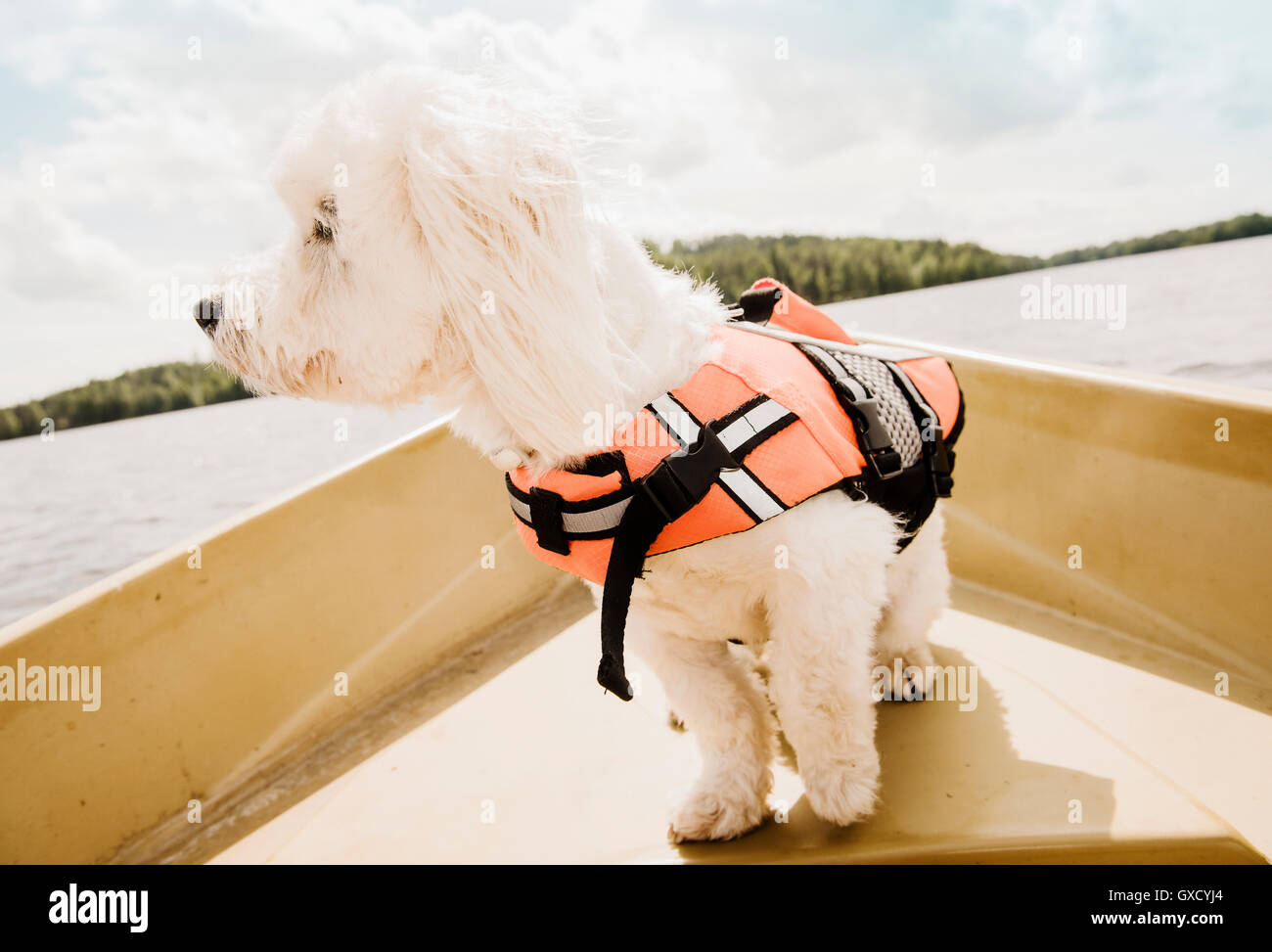 Ritratto di carino coton de tulear cane che indossa il giubbotto di salvataggio sulla barca, Orivesi, Finlandia Foto Stock