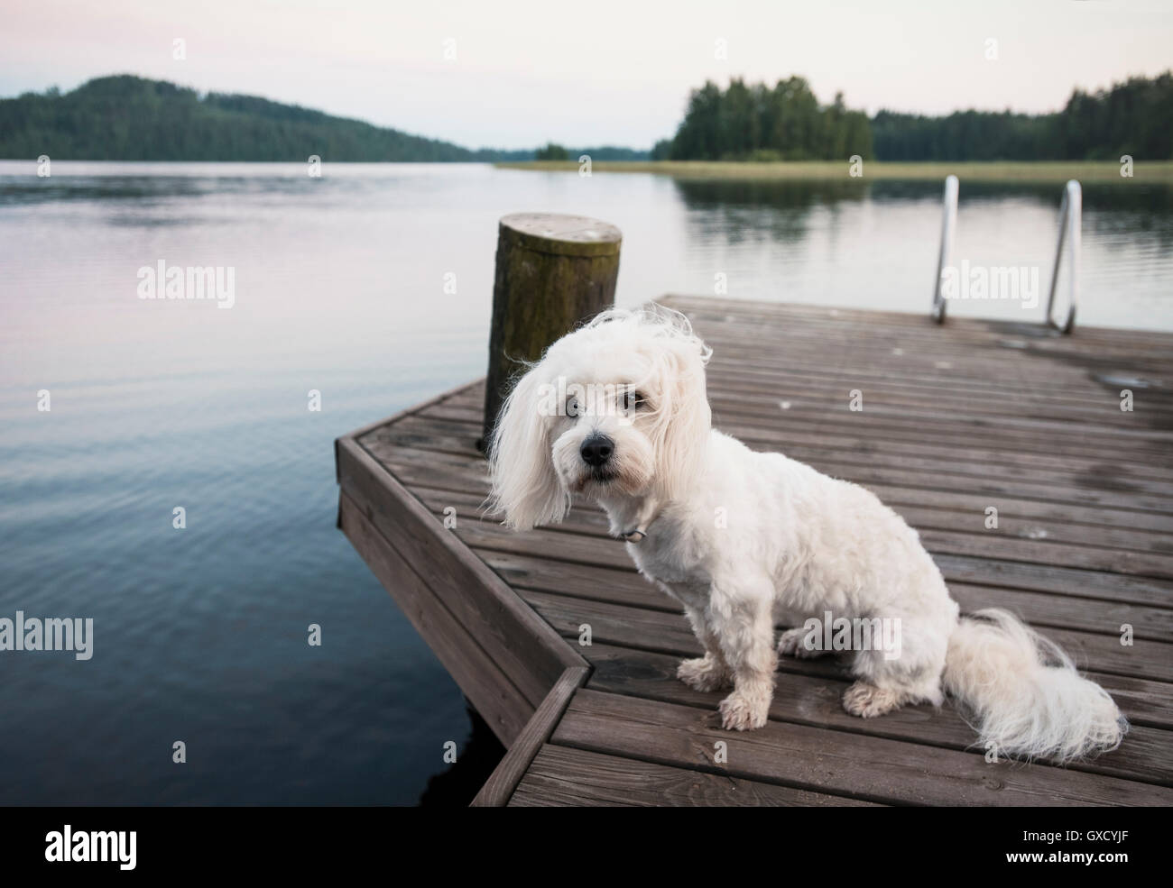 Ritratto di carino coton de tulear dog sitter su windy lago pier, Orivesi, Finlandia Foto Stock