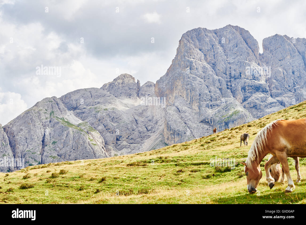Vista panoramica di cavalli selvaggi il pascolo in montagna, Austria Foto Stock