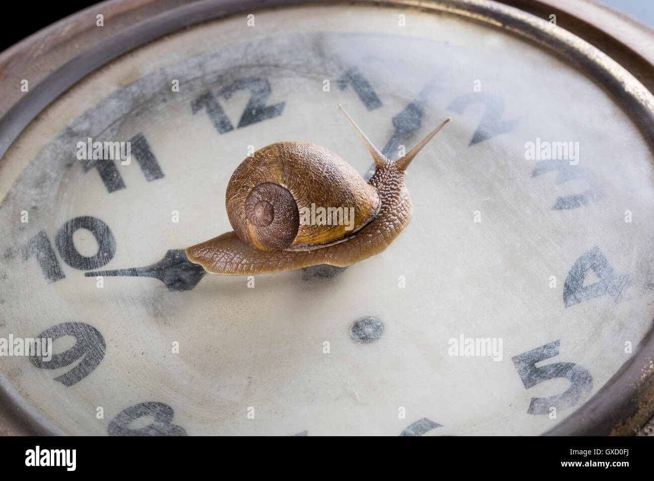 Snail mobile al di sopra della superficie del vecchio orologio Foto Stock
