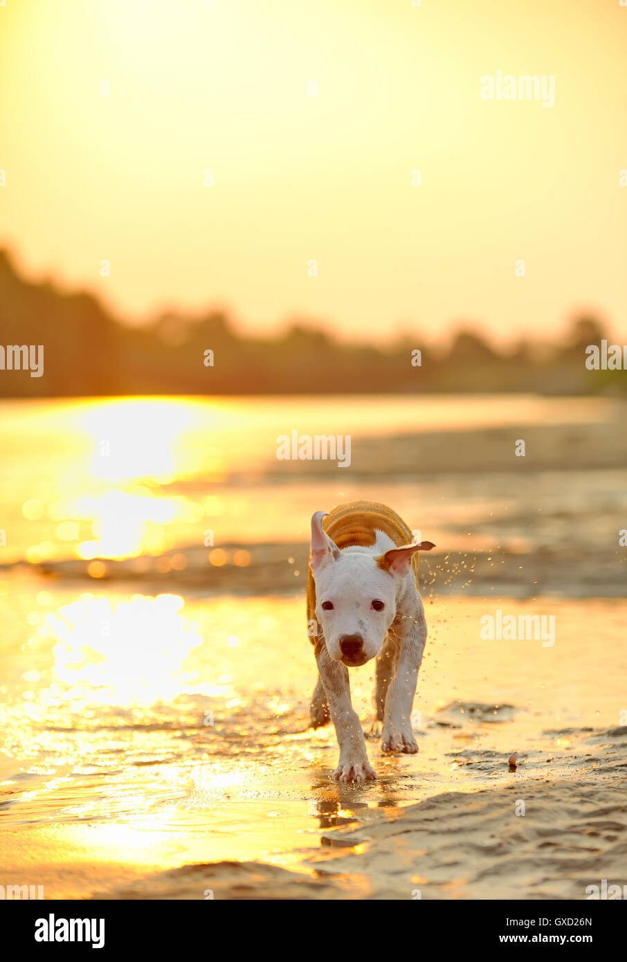 American Staffordshire Terrier cane giocare in acqua Foto Stock