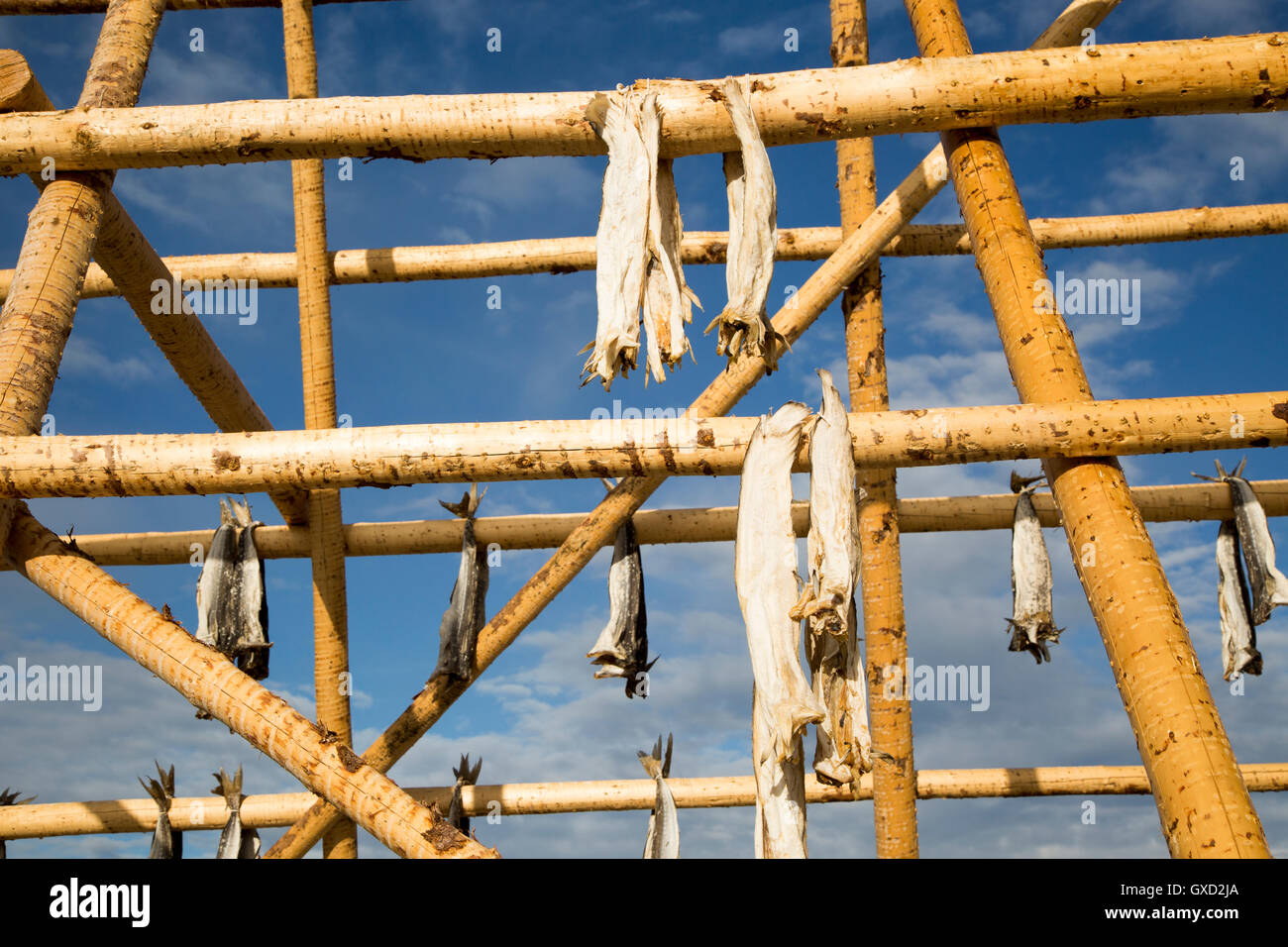 Merluzzo asciugando fuori sul palo di legno, Svolvaer, Isole Lofoten, Nordland, Norvegia Foto Stock