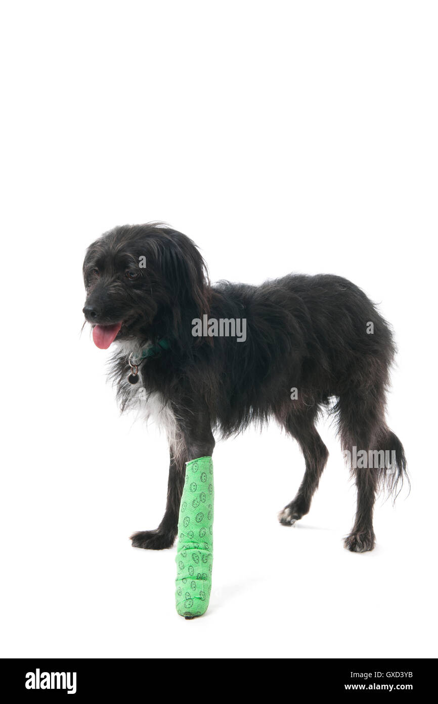 Cane con gamba rotta Foto Stock