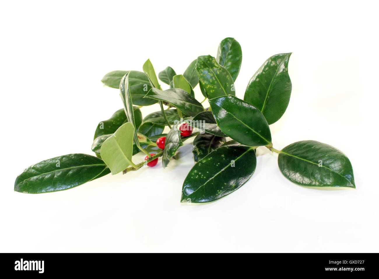 Ilex Foto Stock