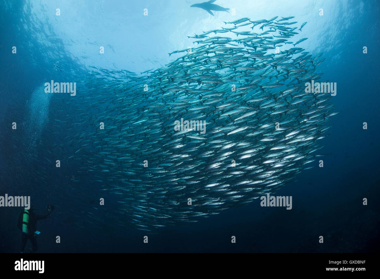 Scuola di pacific barracuda (Sphryaena argentea) sopra di nuoto subacqueo con leone di mare in corrispondenza della superficie, in Equador Foto Stock