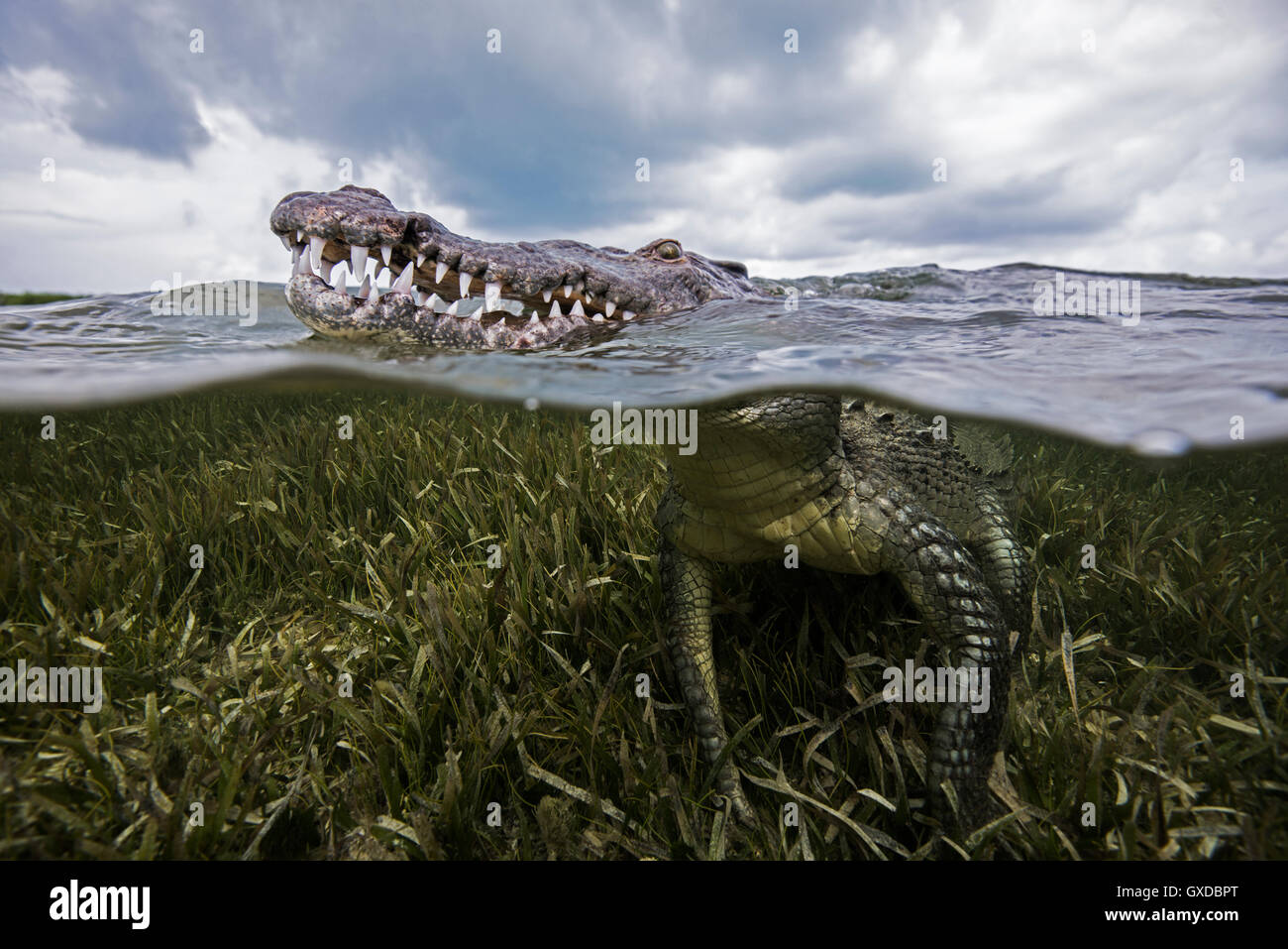 American croc (Crocodylus acutus) in corrispondenza della superficie del mare, Chinchorro banche, Messico Foto Stock