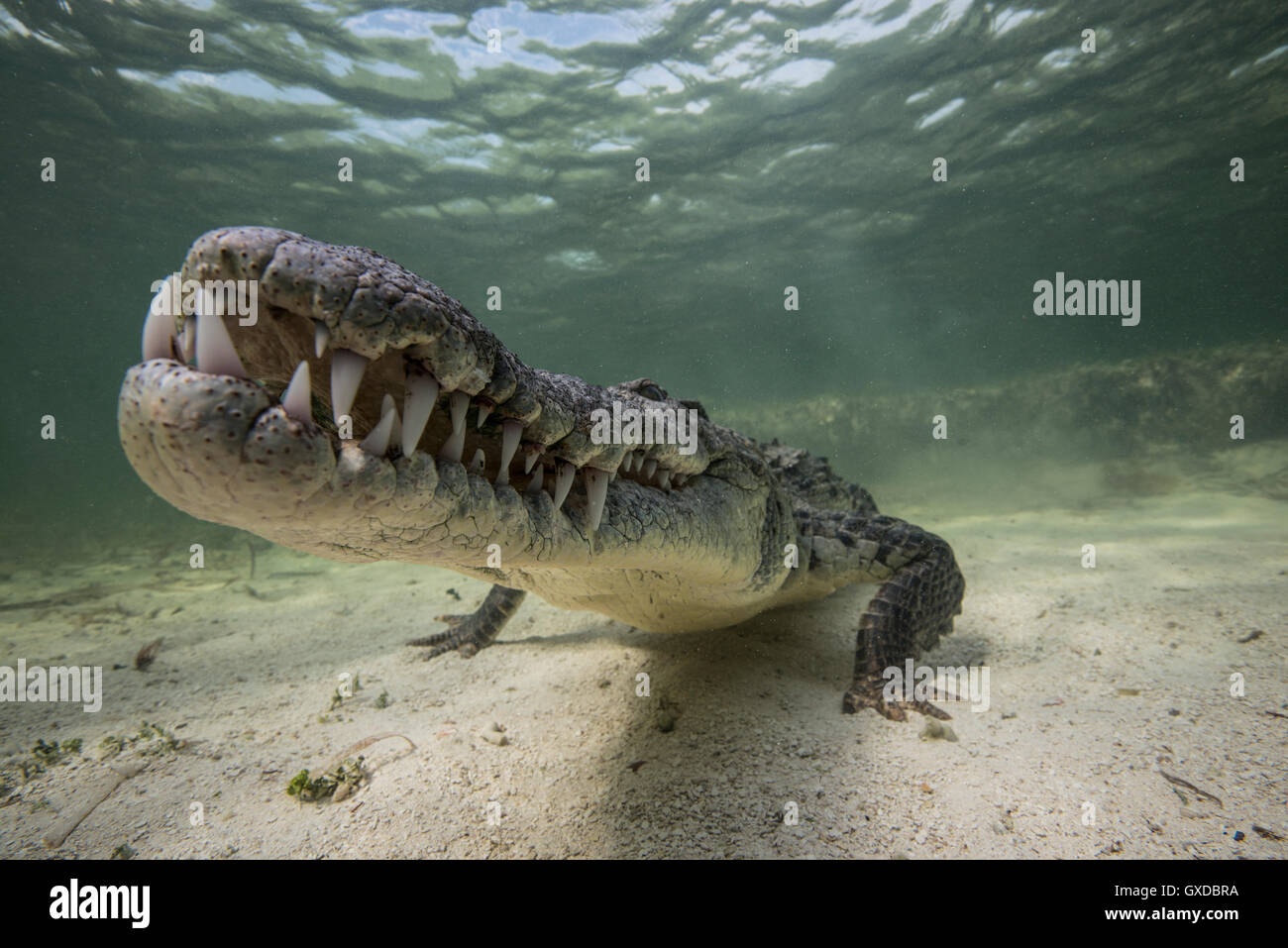 Territoriale coccodrillo americano (Crocodylus acutus) sul fondale, Chinchorro banche, Messico Foto Stock