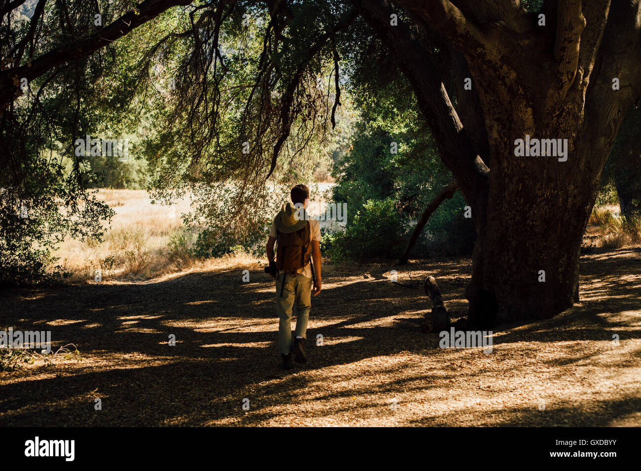 Escursionista in ombra di alberi, Malibu Canyon, CALIFORNIA, STATI UNITI D'AMERICA Foto Stock