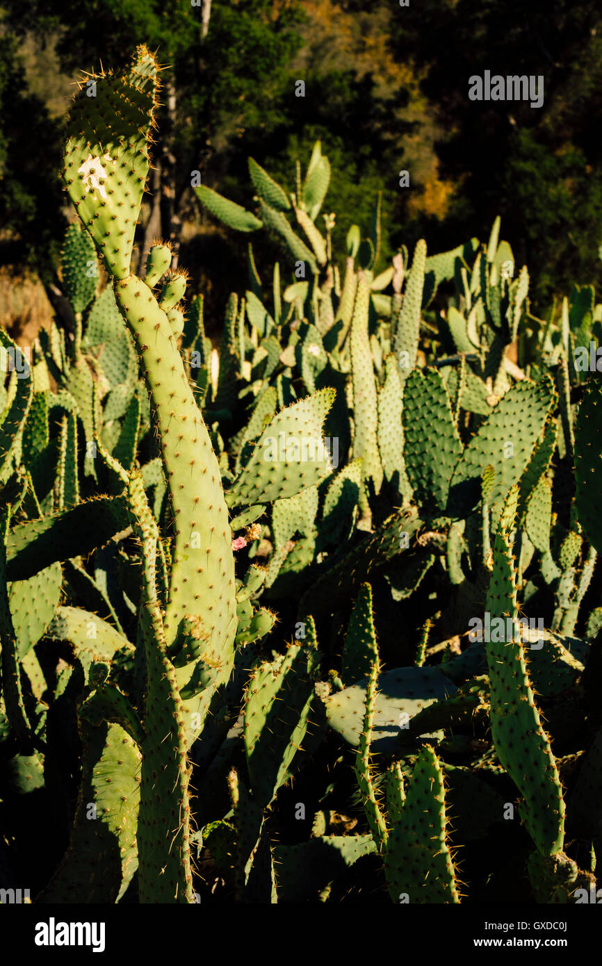 Cactus, Malibu Canyon, CALIFORNIA, STATI UNITI D'AMERICA Foto Stock