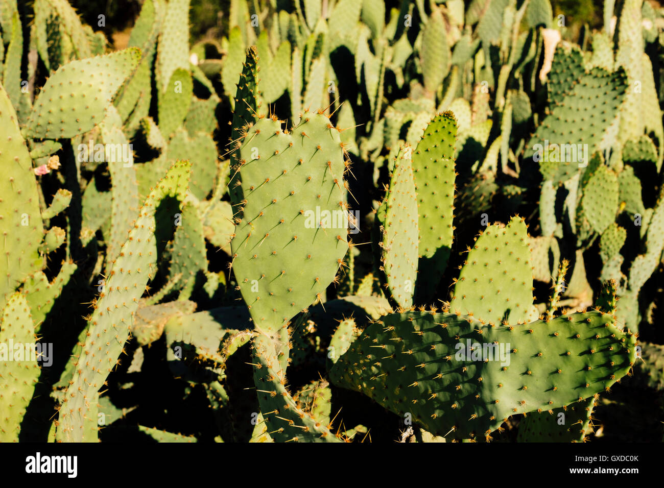 Close up di cactus, Malibu Canyon, CALIFORNIA, STATI UNITI D'AMERICA Foto Stock