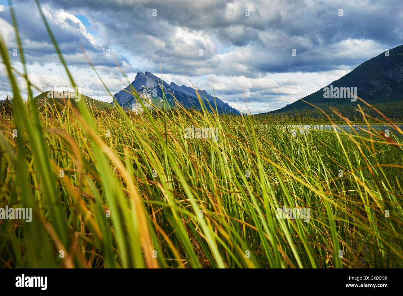 Vista di Mount Rundle al di là di erba lunga, il Parco Nazionale di Banff, Alberta, Canada Foto Stock
