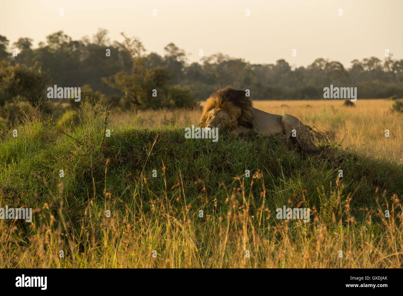 Lion slleping su un termite Foto Stock