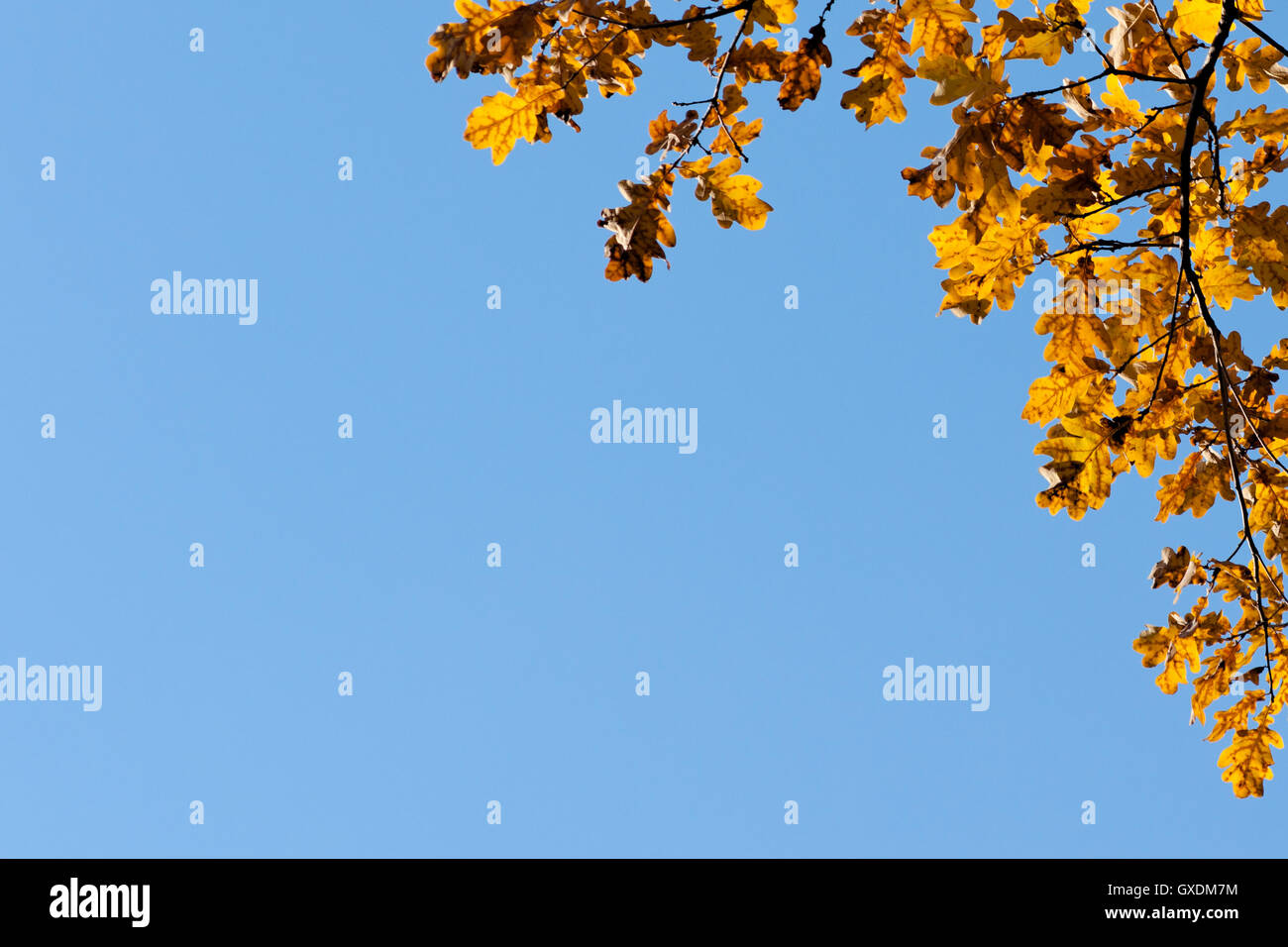 Angolo decorativo telaio realizzato in giallo o marrone quercia di foglie e rami contro lo sfondo del cielo blu chiaro. Foto Stock