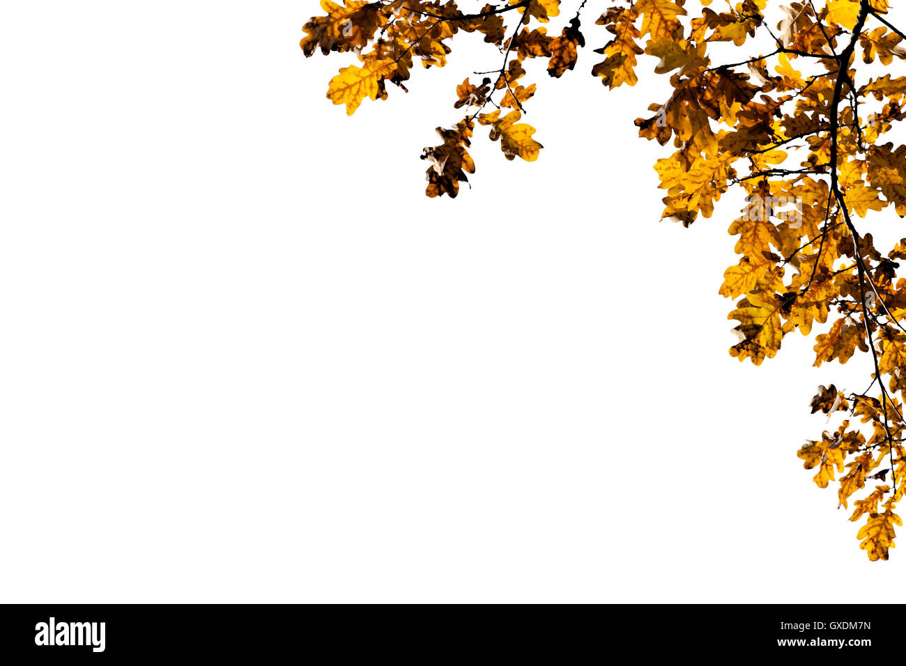 Angolo decorativo telaio realizzato in giallo o marrone quercia di foglie e rami isolati contro uno sfondo bianco. Foto Stock