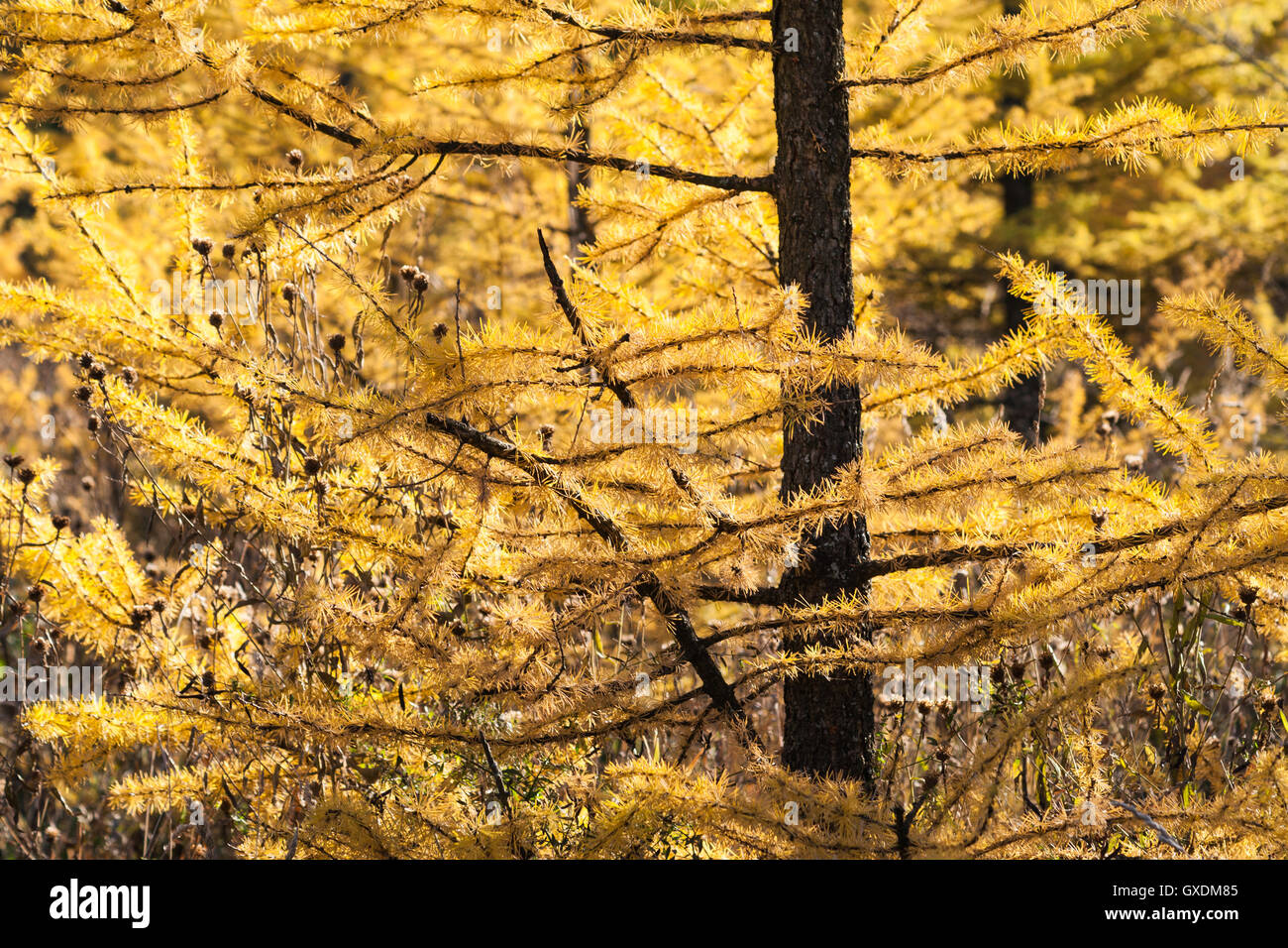 Vista ingrandita di un soleggiato larice in autunno dorato stagione. Bella composizione di giallo e marrone. Foto Stock