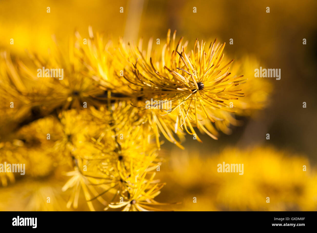 Vista macro di un larice di diramazione e di aghi di un colore giallo tardi in autunno. Il larice ha un significato spirituale di protezione... Foto Stock