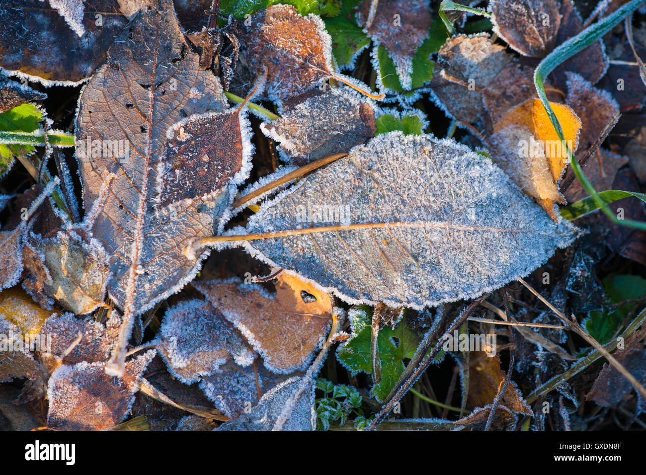 Caduto foglie morte e ancora verde erba ricoperta di brina. Primo gelo del tardo autunno. Segni del prossimo inverno Foto Stock