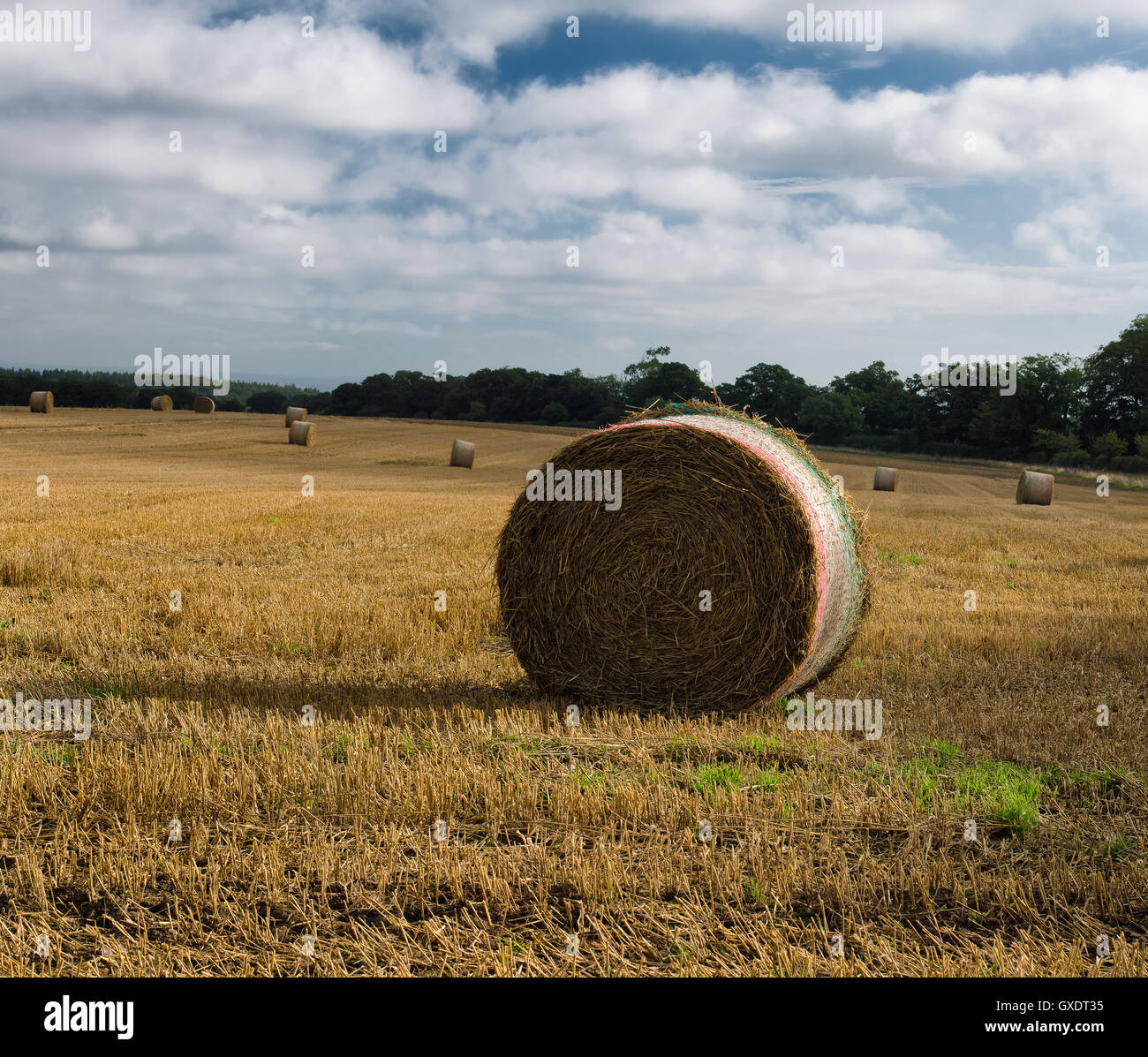 Round delle balle di paglia,North Yorkshire, Regno Unito Foto Stock