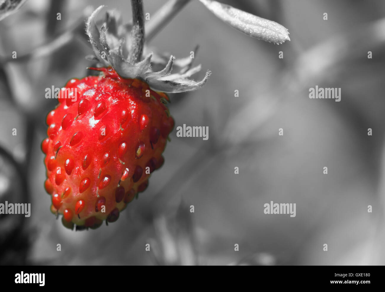 Natura eco ambientale immagine: colorato di rosso Fragole berry close up che cresce tra altre piante nella foresta Foto Stock