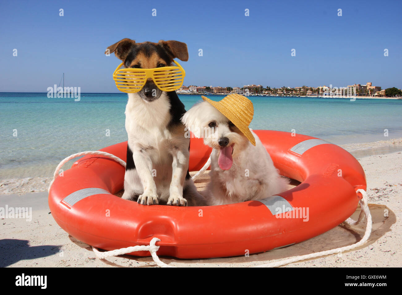 Cani divertenti immagini e fotografie stock ad alta risoluzione - Alamy
