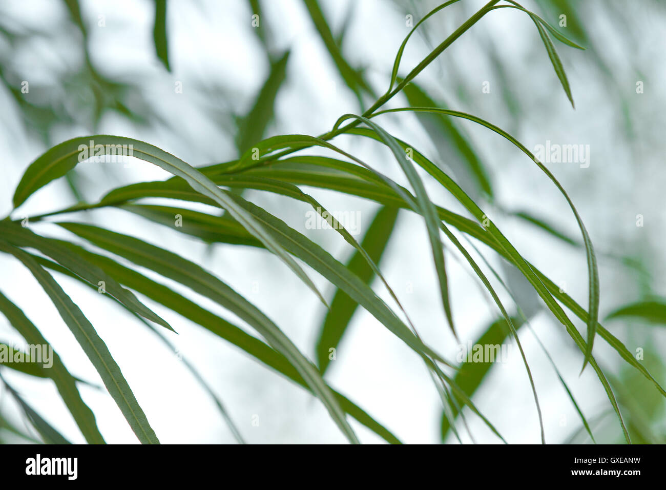 La natura astratta sfondo verdure: modello di salice piangente rami e foglie verdi closeup su fondo azzurro. Foto Stock