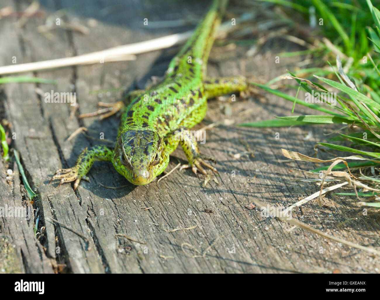 Ritratto di lucertola verde sulla superficie di legno closeup. Foto Stock