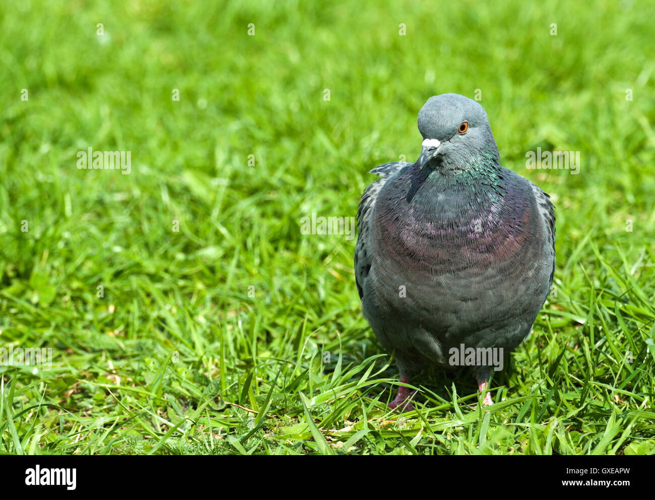 Grigio comune piccione urbano closeup su un prato verde con erba fresca. Foto Stock