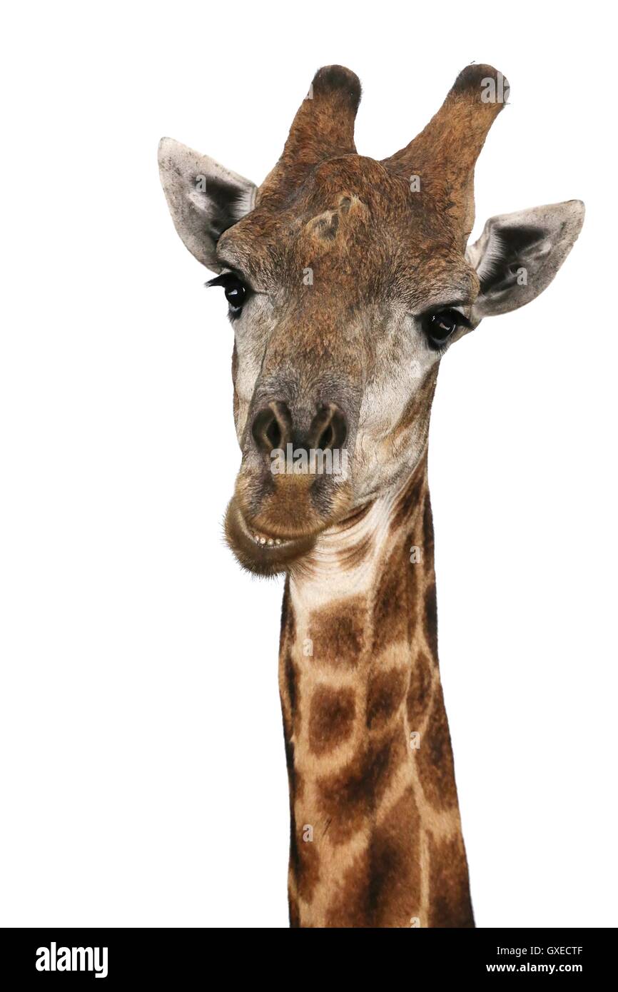 Ne della giraffa Foto Stock