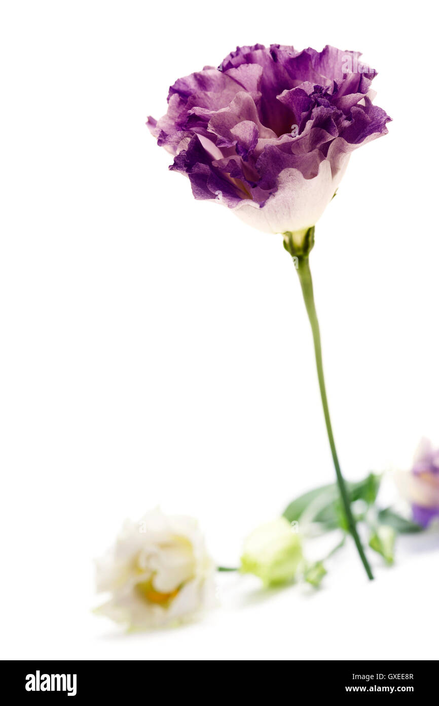 Bianco e viola eustoma fiori Foto Stock