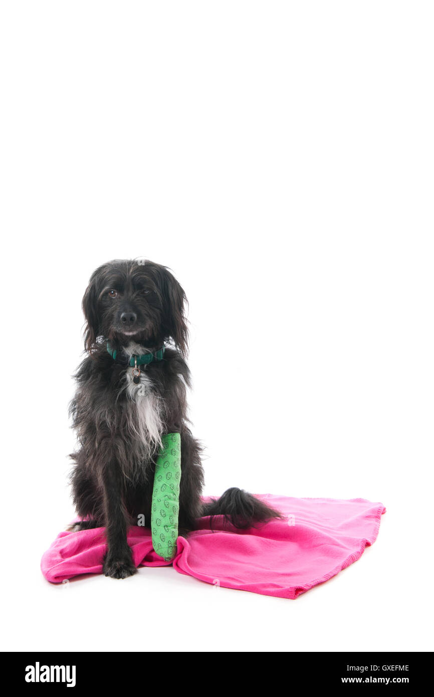 Cane con gamba rotta Foto Stock