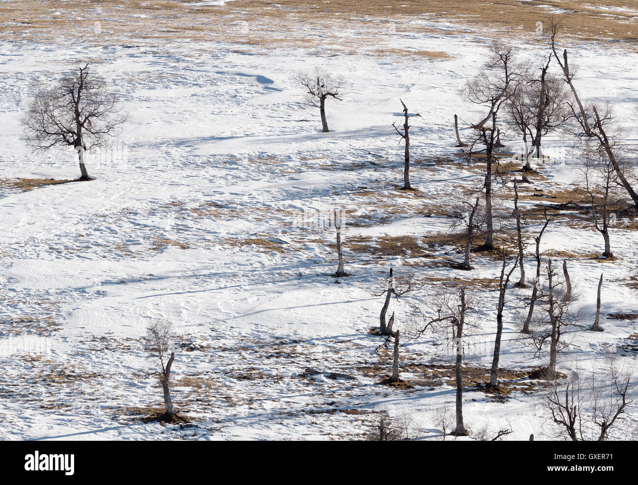 Natura stagionale inverno immagine: Paesaggio con sagome di alberi a secco tra una pianura innevate con una configurazione di neve e ombre. Foto Stock