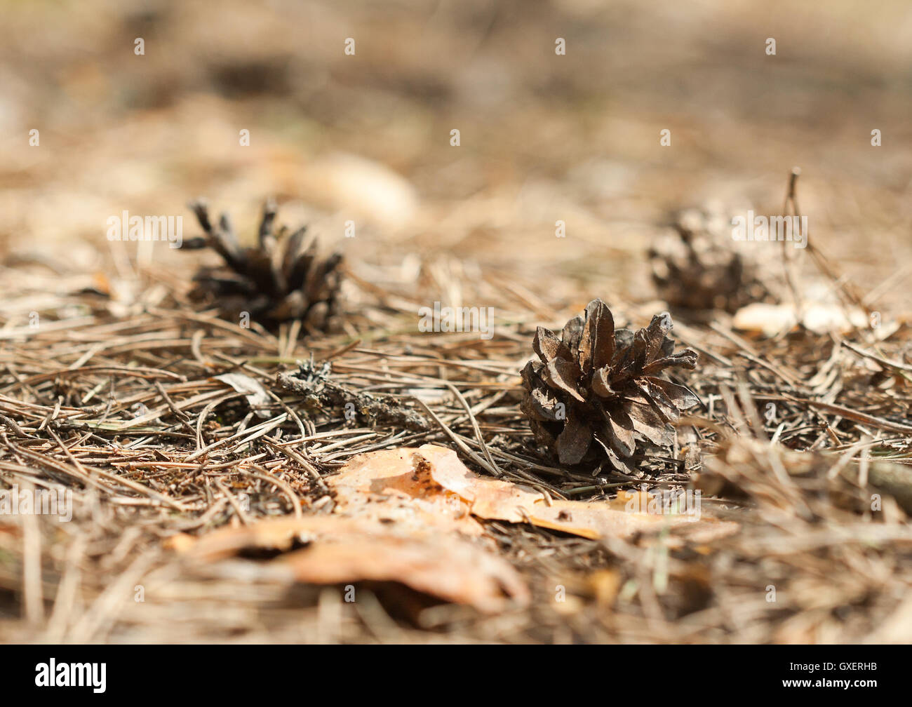 Caduto pigne closeup su una foresta di pini pavimento coperto da vecchi aghi a secco e rami. Può essere utilizzata come sfondo, sfondo Foto Stock