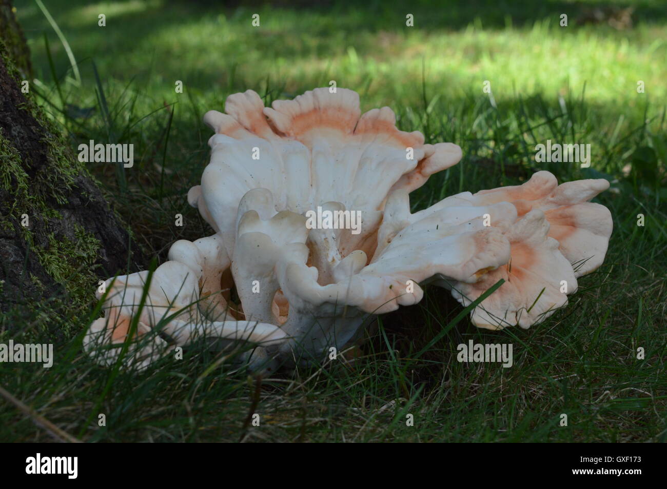 Grande fungo alla base di una quercia in settembre, 2016. Fotografato a Pasadena, Anne Arundel County, Maryland, USA. Foto Stock