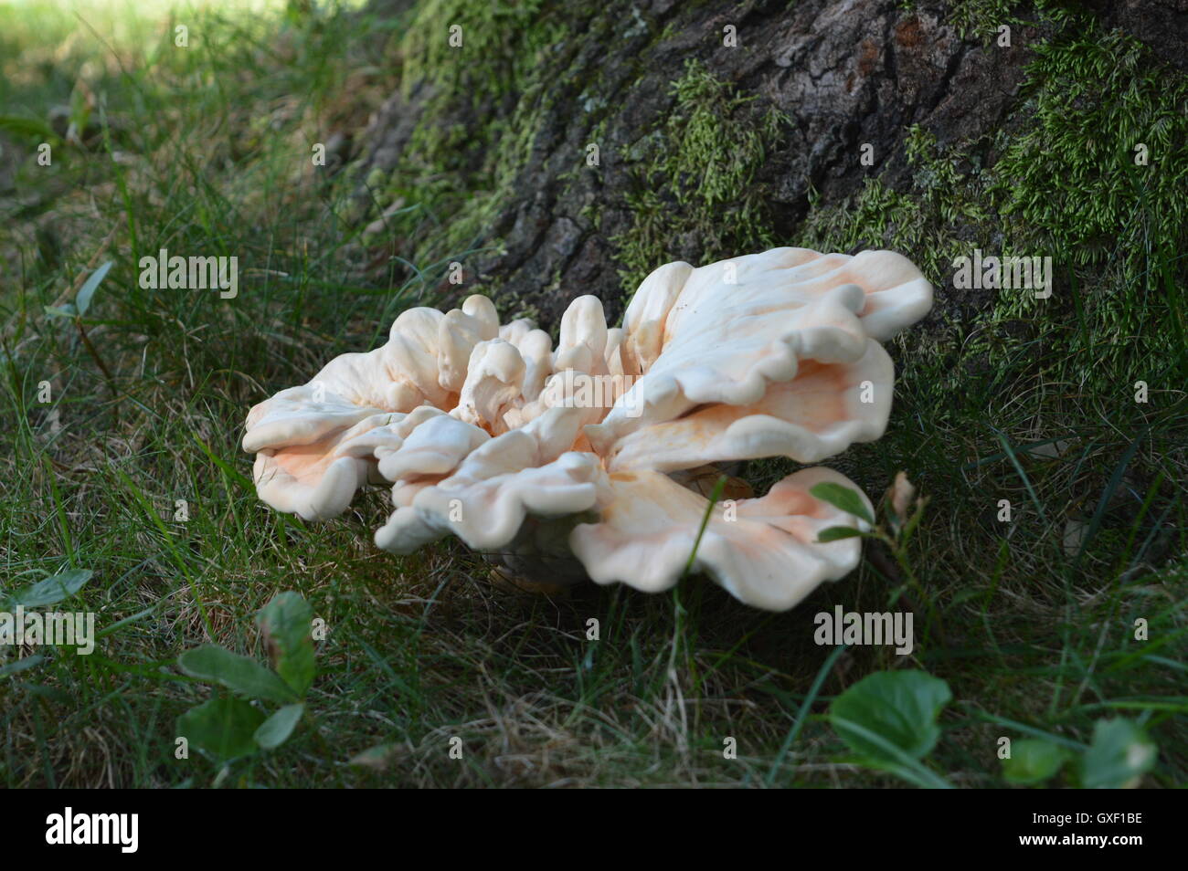 Grande fungo alla base di una quercia in settembre, 2016. Fotografato a Pasadena, Anne Arundel County, Maryland, USA. Foto Stock