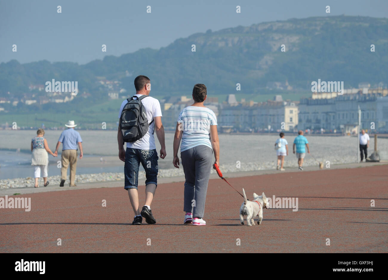 Giovane cane a piedi sul lungomare a Llandudno North Wales ri vacanze al mare spiagge di interruzioni di esercizio il rilassamento cani SUN UK Foto Stock