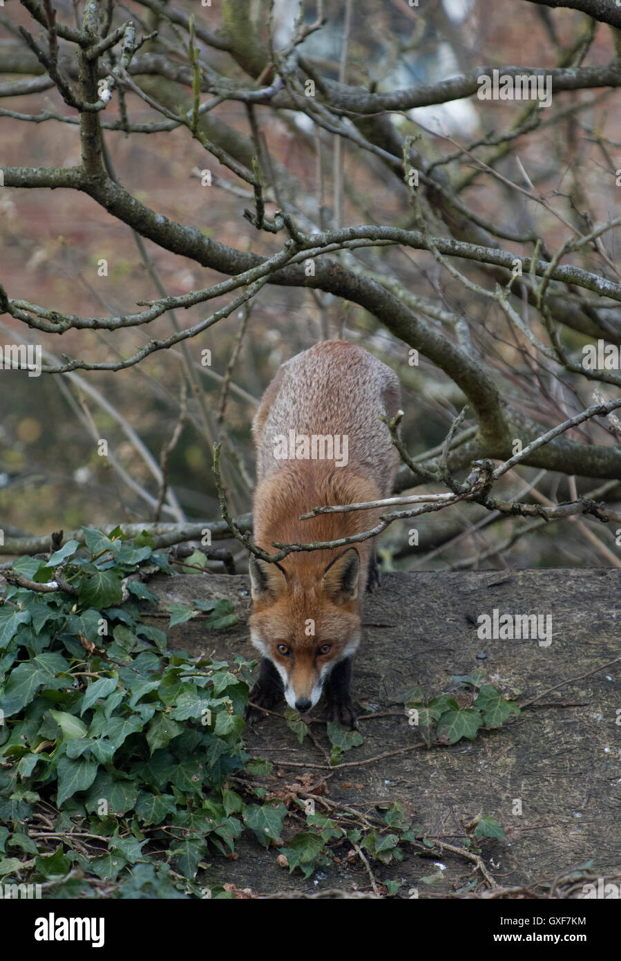 La volpe rossa, (Vulpes vulpes vulpes), stando in piedi in un giardino di Londra, Regno Unito Foto Stock