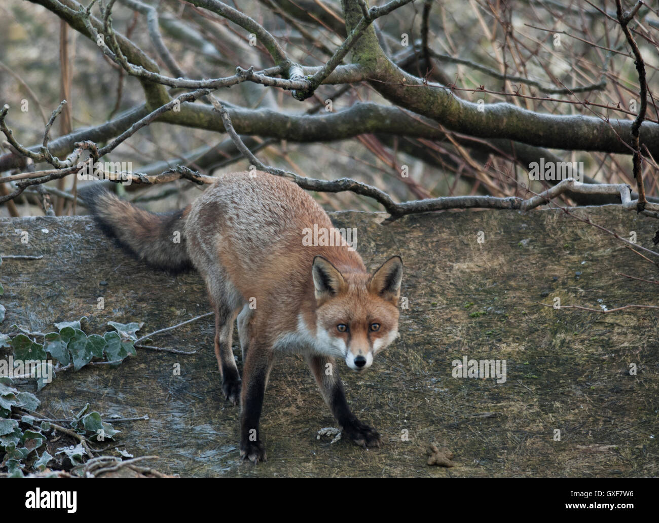La volpe rossa, (Vulpes vulpes vulpes), stando in piedi in un giardino di Londra, Regno Unito Foto Stock