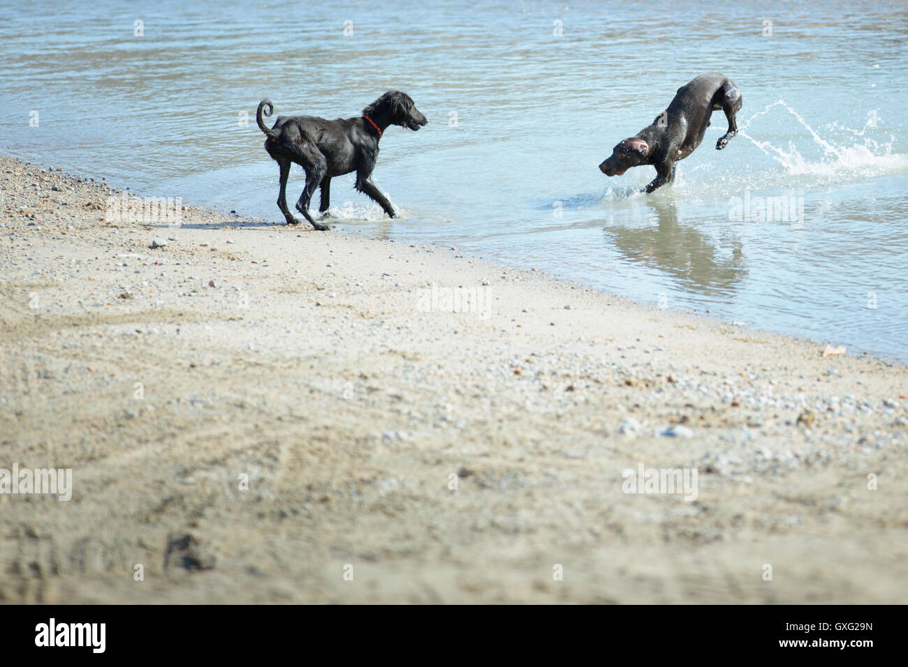 Due cani giocando Foto Stock