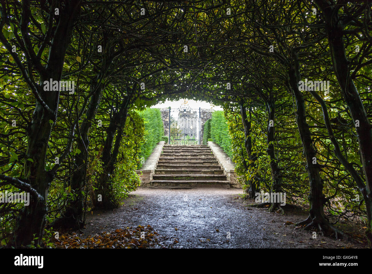 Tunnel di alberi a St Fagans Museum Foto Stock