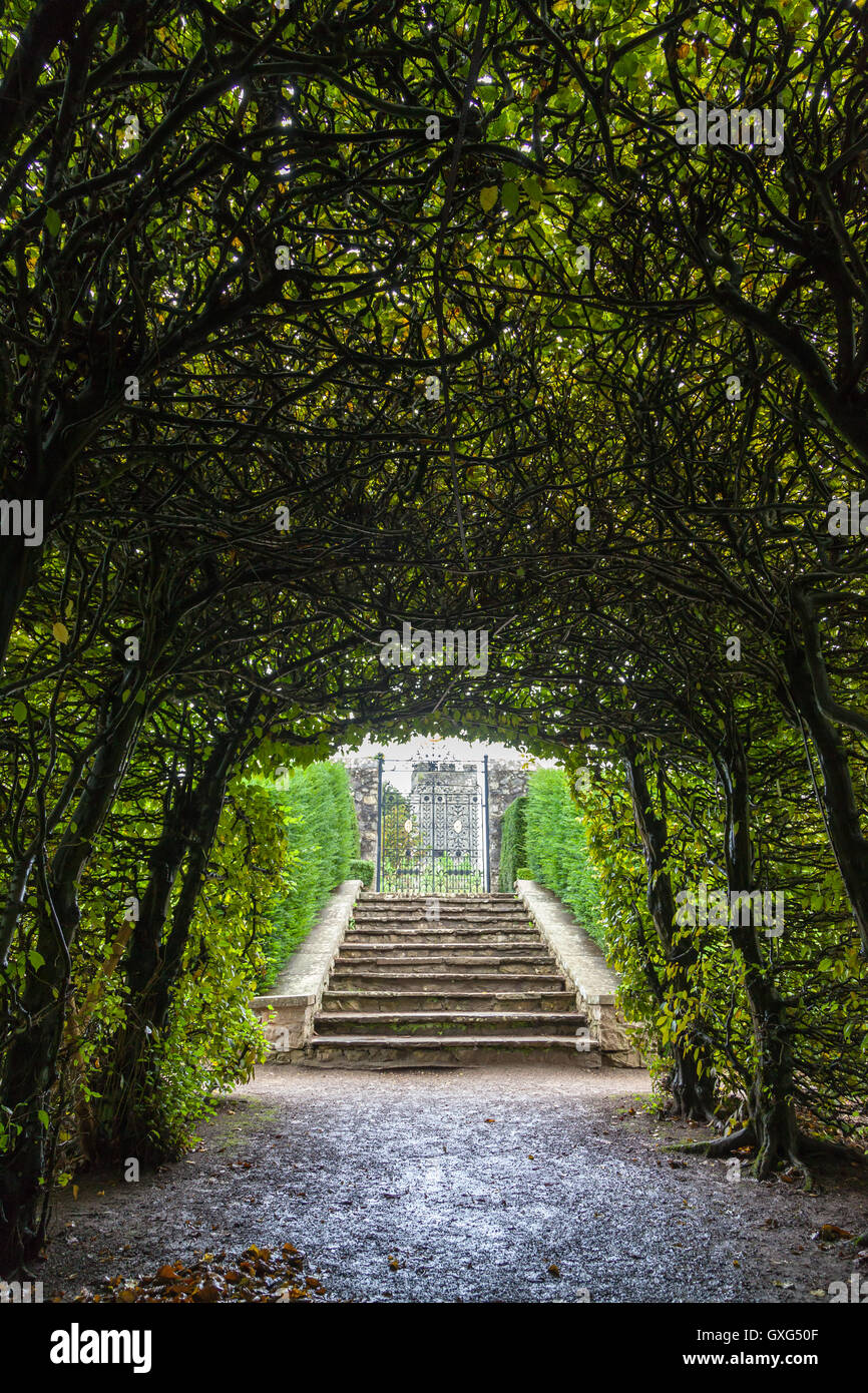 Tunnel di alberi a St Fagans Museum Foto Stock