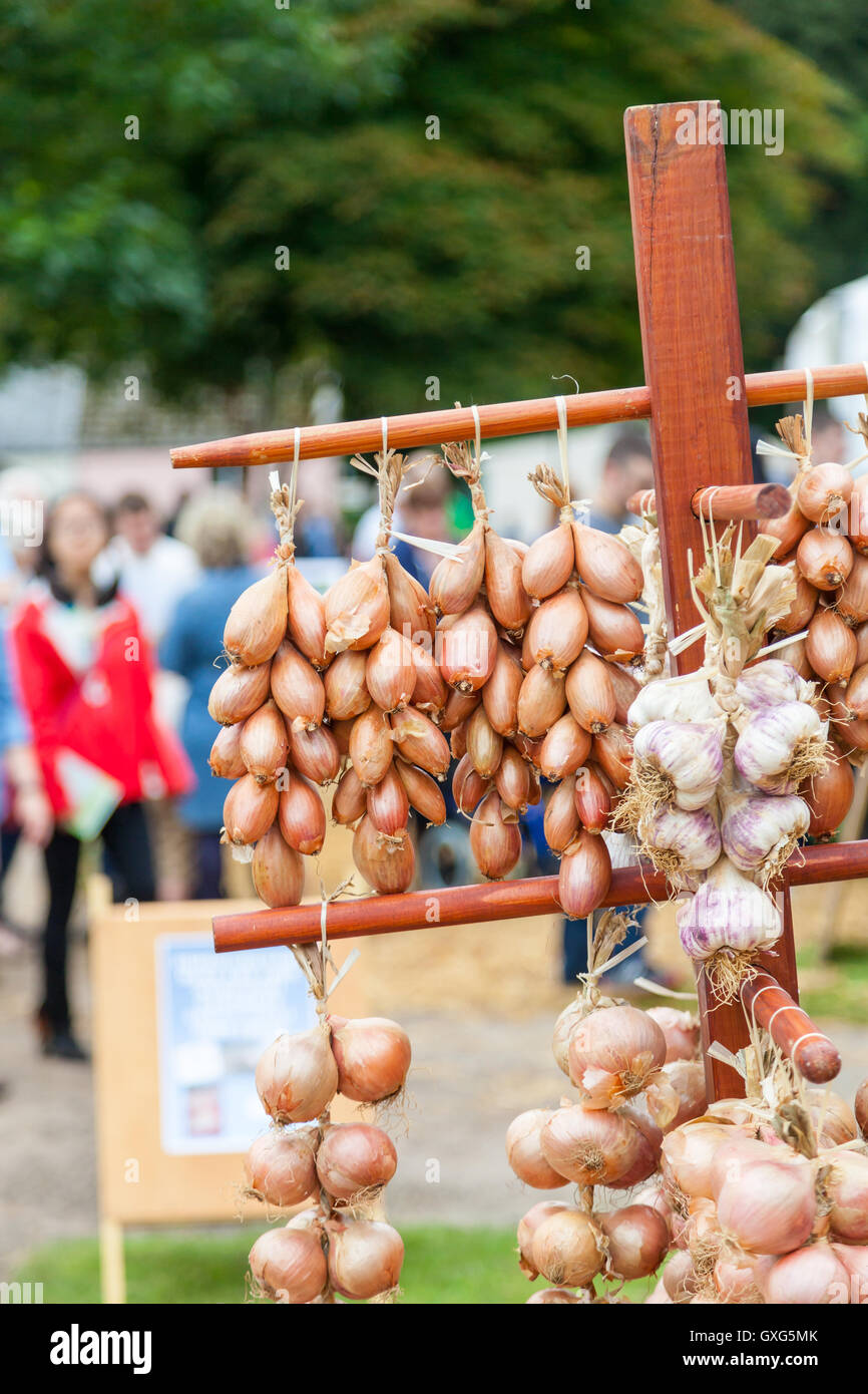 Cipolle per la vendita in un food festival Foto Stock