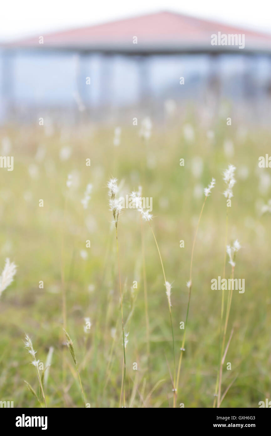 Ingresso per gli ipogei. Alto del Duende. Colombiano parco archeologico, che contiene inoltre numerosi ipogei. Queste enormi undergroun Foto Stock