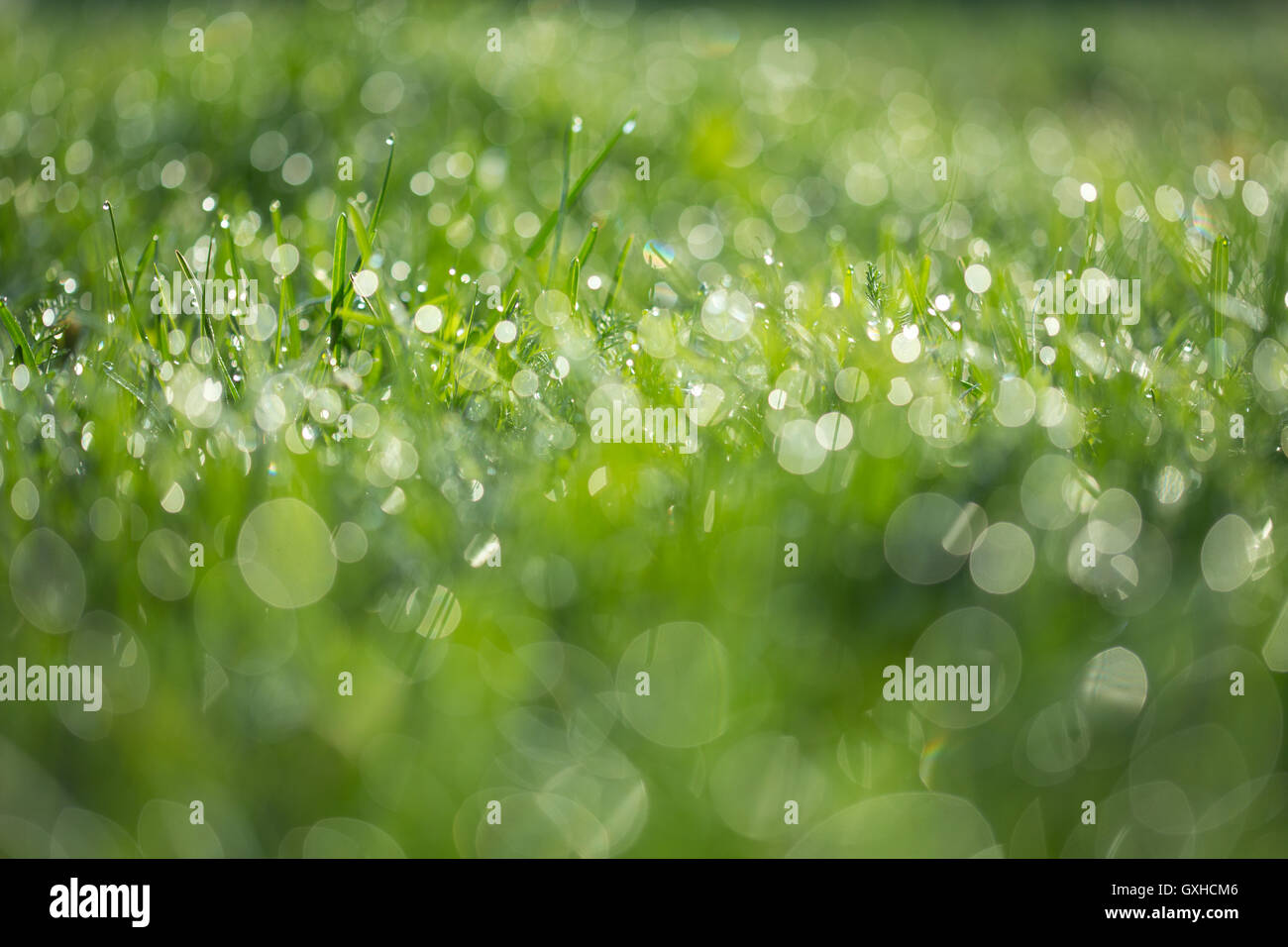 Verde bagnato erba con rugiada backround prato Foto Stock
