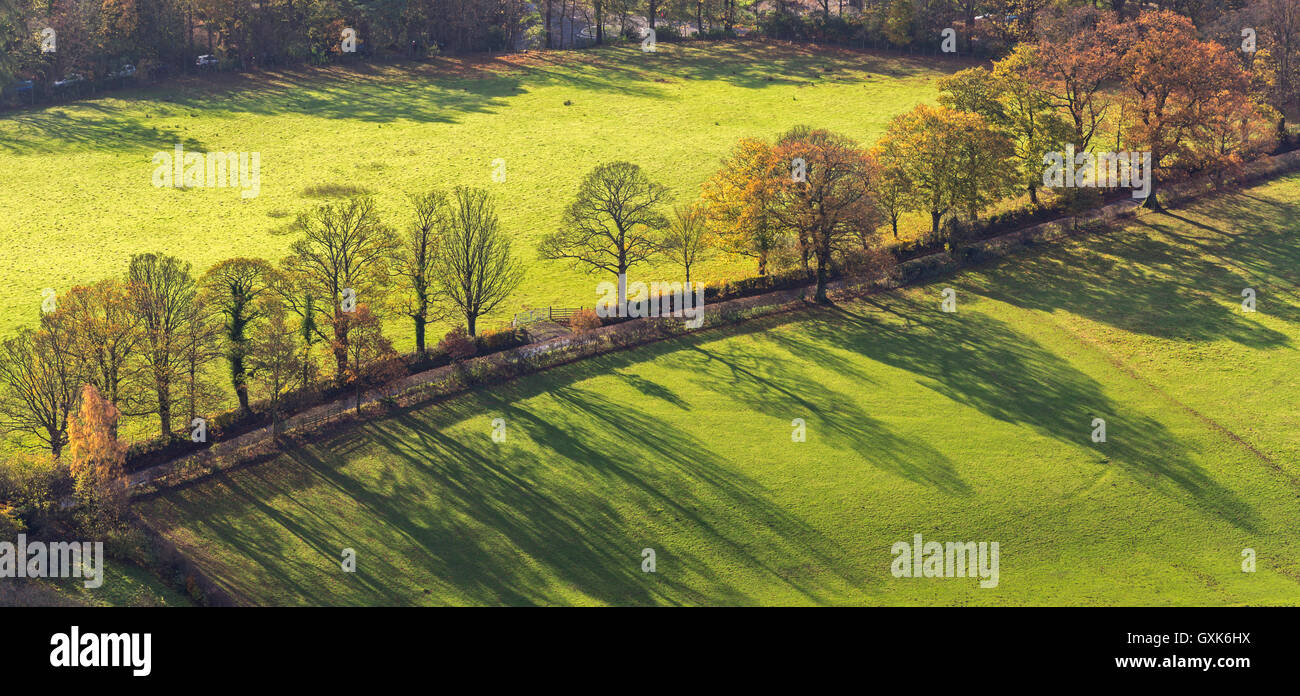 Alberi autunnali e ombre Near Keswick, Lake District, Cumbria, Inghilterra. In autunno (Novembre) 2014. Foto Stock