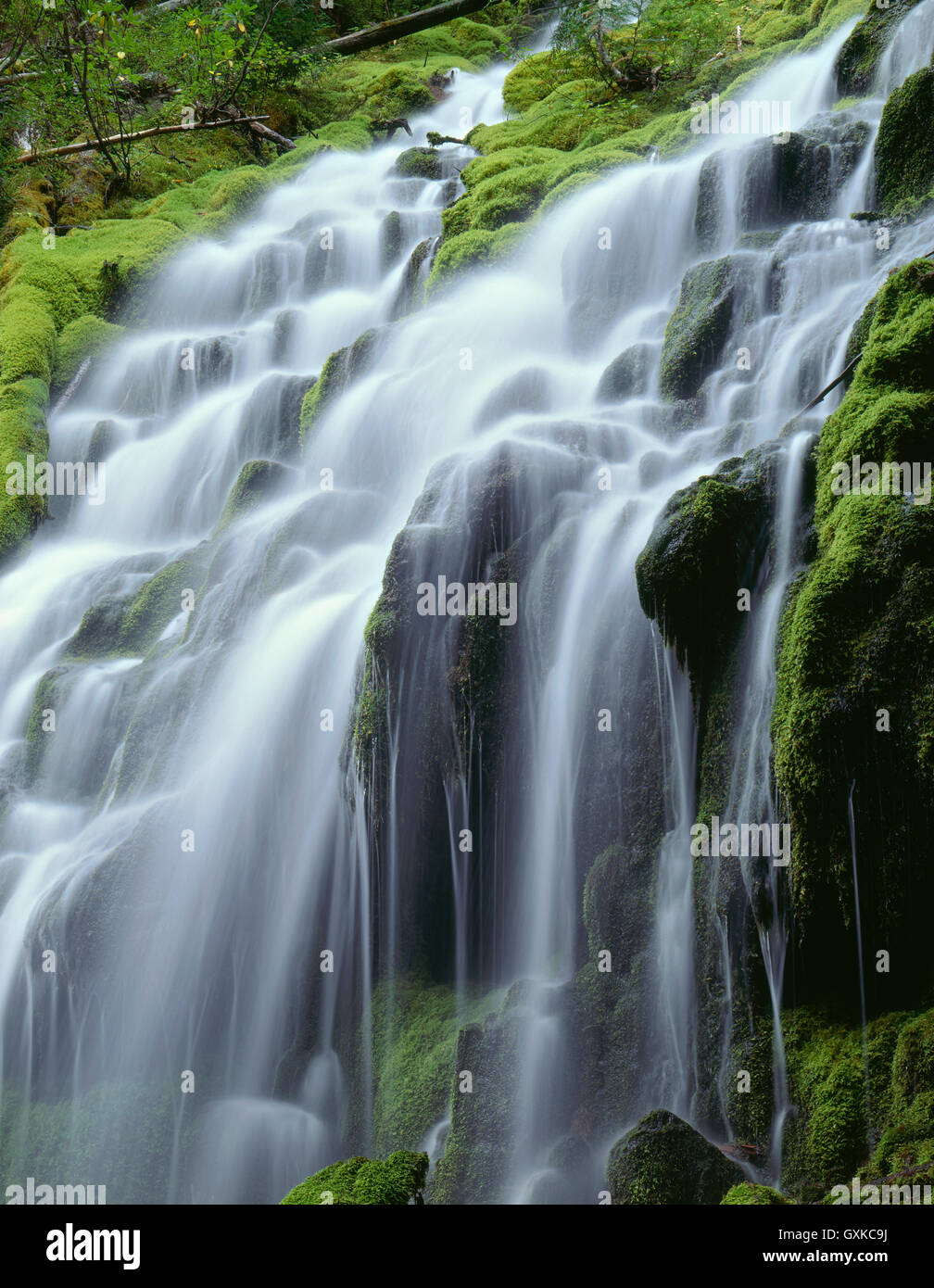 Stati Uniti d'America, Oregon, Willamette National Forest, tre sorelle deserto, Proxy superiore scende e lussureggiante verde muschio. Foto Stock