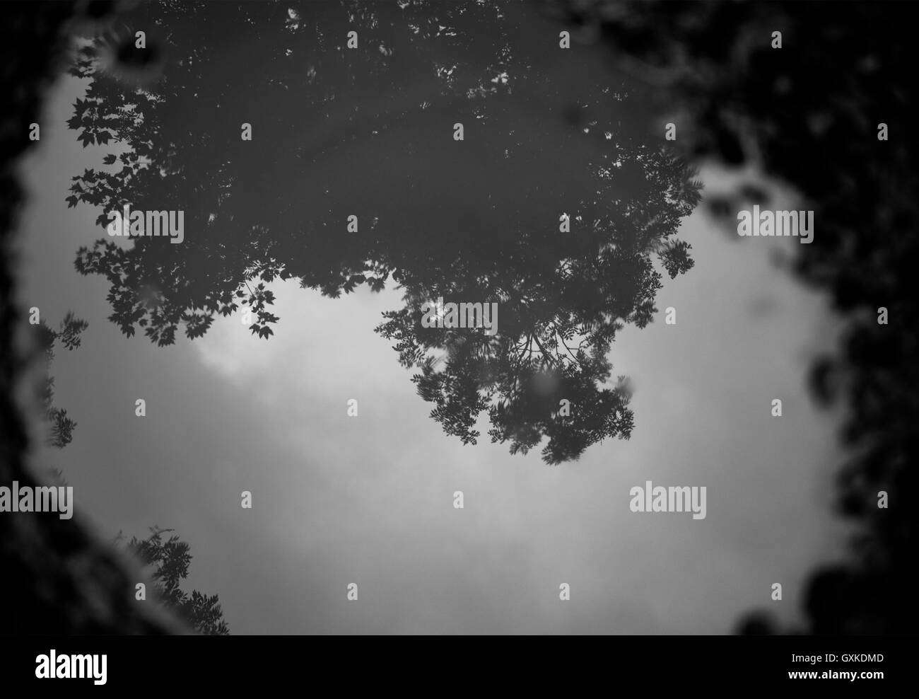 Riflessione di acqua di alberi Foto Stock
